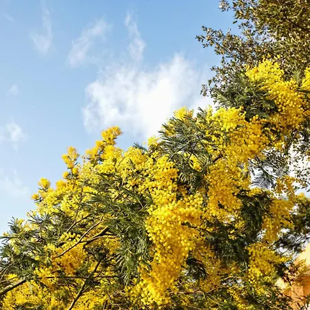 Cactus - Welkeys * كافالير سور مير