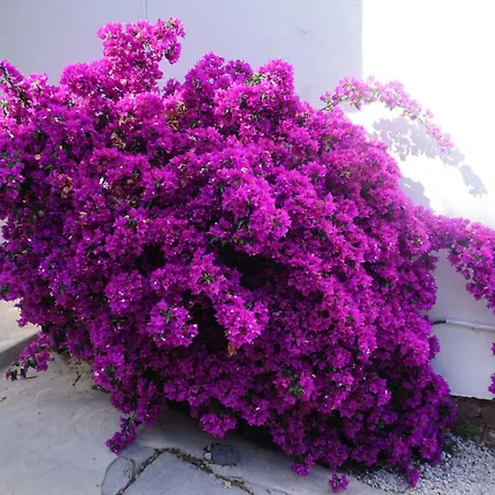 Cactus - Welkeys アパート